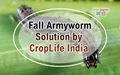 Crop Life India's solution for Fall Armyworm through Integrated Pest management