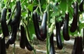 Know the Reason Behind Bt Brinjal’s Popularity in Bangladesh