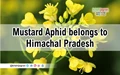 Pest that Attacks Mustard Crop Comes from the Himalayas