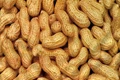 Two Groundnut Varieties with 80% Oleic Acid Content Will Soon Be Available for Cultivation