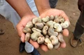 Cashew Growers Likely to Set Up National Level Association Soon