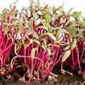 What are Microgreens and their Potential Health Benefits?
