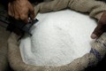 Pest Infestation: Sugar Production in Maharashtra declines