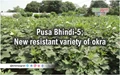 Pusa Bhindi-5: New Bhindi Yellow Vein Mosaic Virus (YVMV) Resistant Variety of Okra