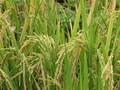 Kharif Crops Production decline by 2.8%, except Sugarcane