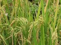 Kharif Crops Production decline by 2.8%, except Sugarcane