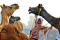How to Save Camel in India? Read Complete Detailed Facts Inside