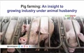 Pig farming: An insight to details and laws of  industry under animal husbandry