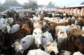 Cattle Farming Merely a Status or an Alternate Way of Earning ?