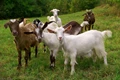 Want to Become A Successful Goat Farmer? Here are the Excellent Tips, Benefits of Rearing Goats & Making Maximum Profit
