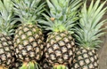 Why Pineapple Growers in Kerala are Shifting to ‘MD2’ Variety?