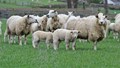 What are the Advantages & Modern Methods of Sheep Farming Business? Read Tips for Better Production & Maximum Profit