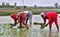 Farmers in Telangana Asked to Defer Kharif Sowing as Monsoon Gets Delayed