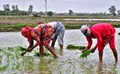 Farmers in Telangana Asked to Defer Kharif Sowing as Monsoon Gets Delayed