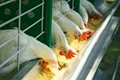Balanced Nutrition for Poultry is Important for Healthy Chicken