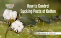 Management and Control of Sucking Pests and White Fly in Cotton