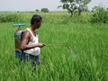 How to Control Weeds in Rice? Herbicides & Other Latest Weed Management Methods Practiced in Stages of Rice Production