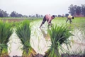 Rains Affect Sowing of These Major Kharif Crops up to 50%