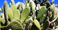 Biodegradable Plastic from Real Bio Plant Cactus