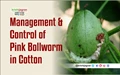 How to Control the Pink Bollworm in Cotton Crop?