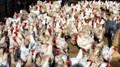 Poultry Farmers Seek ‘Agriculture’ Status under Income Tax Act