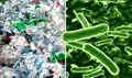 Microbes making Earth greener, by feeding on PLASTIC