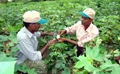 Government Plans to Promote Multi-Layer Farming to Help Increase Farmers’ Income