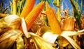 Maize Growers Should be Careful about Sowing the Crop: Agri Department