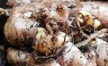New Seed Technology for Ginger Developed by Kerala Agriculture University
