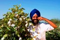 Farmers in Maharashtra Continue Sowing ‘Banned HT Cotton”, Haryana Joins the “Movement”