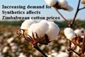 Zimbabwe to Develop Cotton Farming, Launches Three Hybrid Seeds
