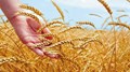 Boosting Food Security: Wheat Flour