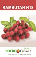 Rambutan Cultivation: Some Innovative Techniques That You Must Know