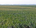 Kerala Govt to give royalty for landowners who adopt paddy farming