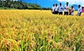 High yielding Rice Variety with limited water needs