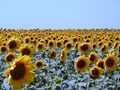 Haryana Govt to start centres for Sunflower procurement