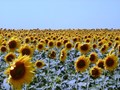 Haryana Govt to start centres for Sunflower procurement