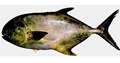 CMFRI Develops Breeding Technology for Indian Pompano
