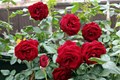 A Guide : How to have healthy Rose Plantation