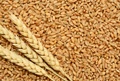 Wheat variety that develops in 110 days