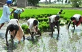 Kharif Sowing Gear Up with Rising Rainfall