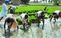 Kharif Sowing Gear Up with Rising Rainfall