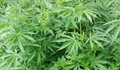 Cannabis farming hurts environment, says new study
