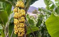 Grow Banana to double your Income