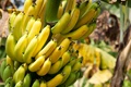Nutrient Management in Banana