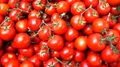 Good News!!! Mother Dairy to Sell Tomatoes at Rs. 40 per kg in Delhi-NCR