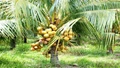 Kerala Agricultural University Will Support Coconut Cultivation in the State