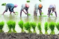 Punjab, Haryana Farmers to Apply New Strategy This Season