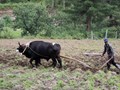 ICAR Scientists Mapped Indian Mithun Genome