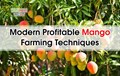 Advanced Profitable Mango Farming Techniques; Best Climate, Soil, Land for Mango Farming & How to Grow Mango Tree